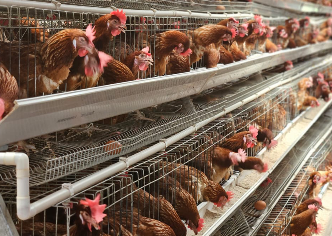 Chicken